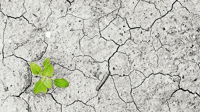 Eine grüne Pflanze bahnt sich den Weg durch von Dürre getrockneten Boden.