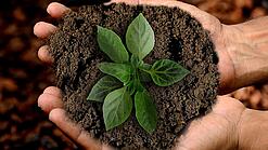 Ein paar Hände hält eine Pflanze mit Erde.